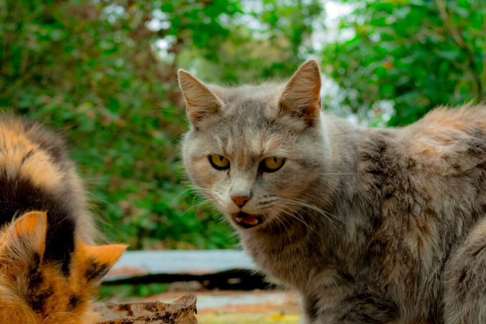 Animals cat kitten