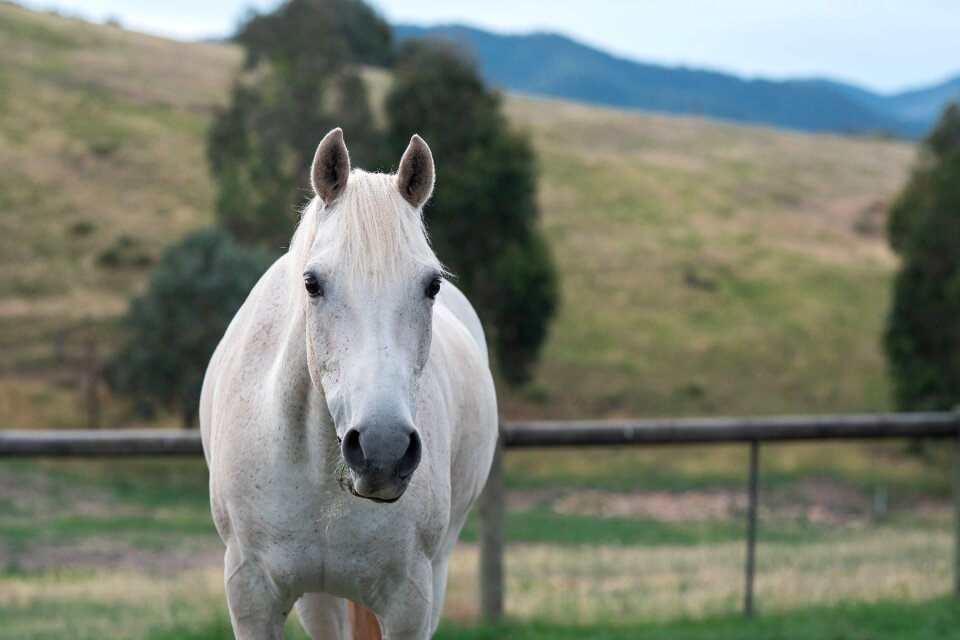 Australian pony paddock looking