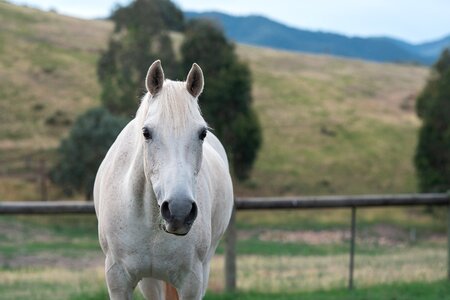 Australian pony paddock looking photo