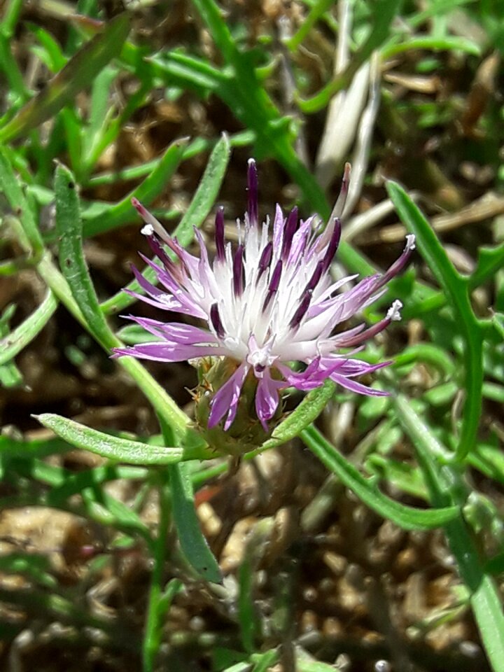 Garden summer purple