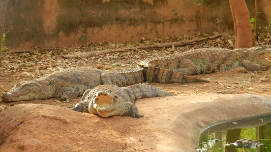 Crocodile animals nature photo