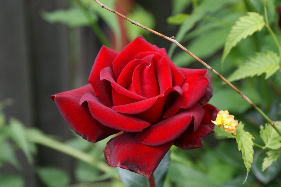 Flowers rose red