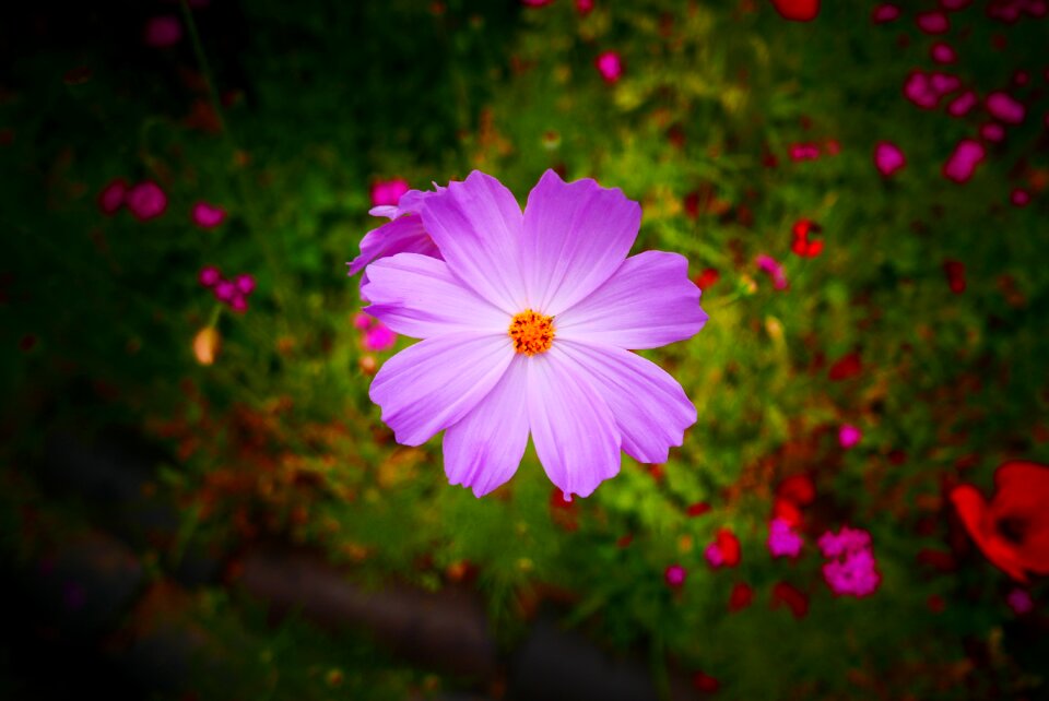 Cosmos flower salsa and flower pink cosmos flower