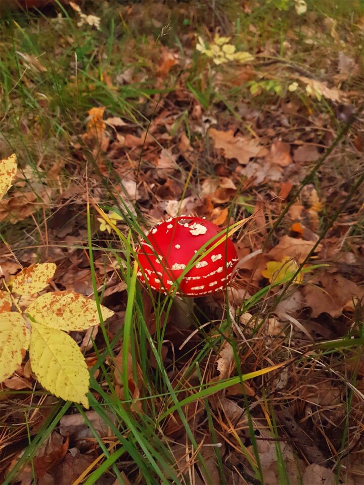 Mushroom in the forest wild mushroom colorful mushroom