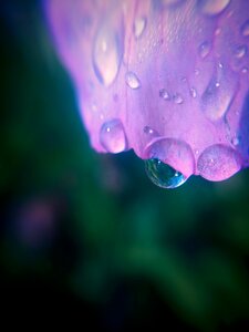 Pink water droplets