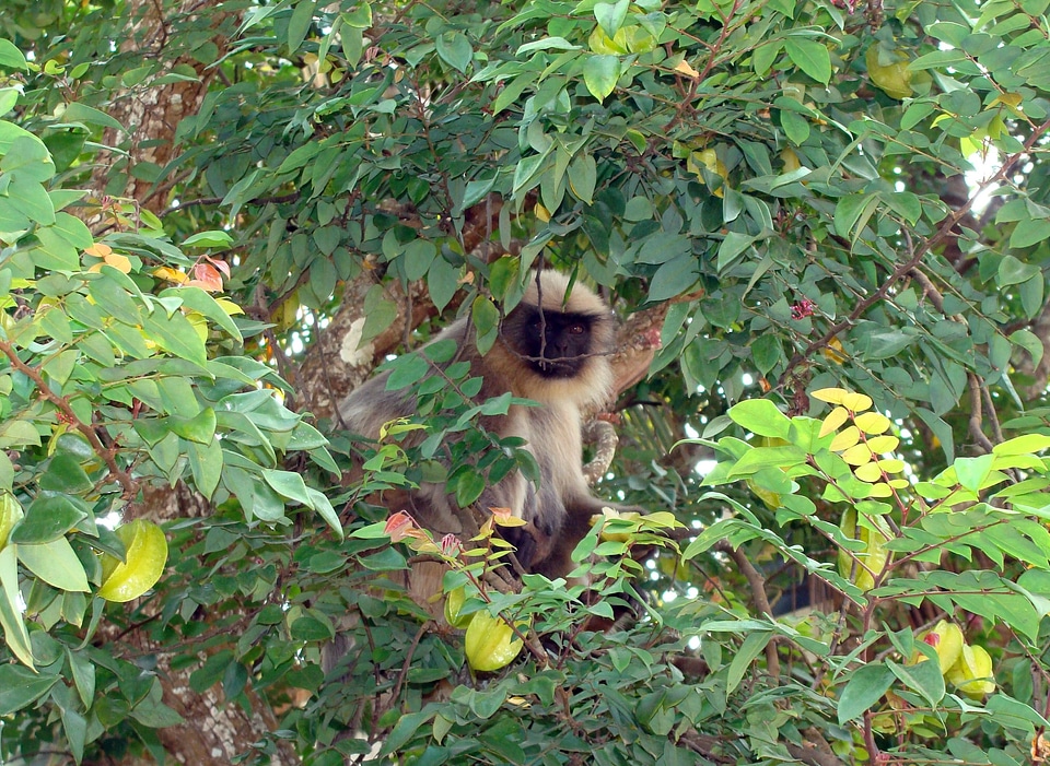 Animal mamma primate