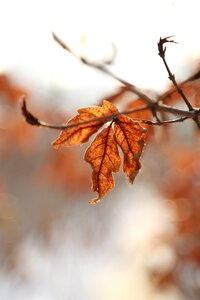 The leaves autumn leaves brown