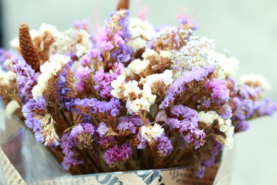 Flowers nature flower