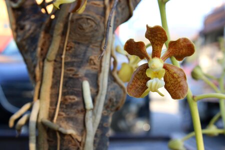 Wild orchid burma myanmar photo