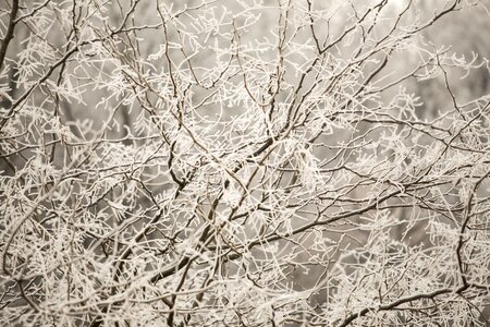 Cold winter branch photo