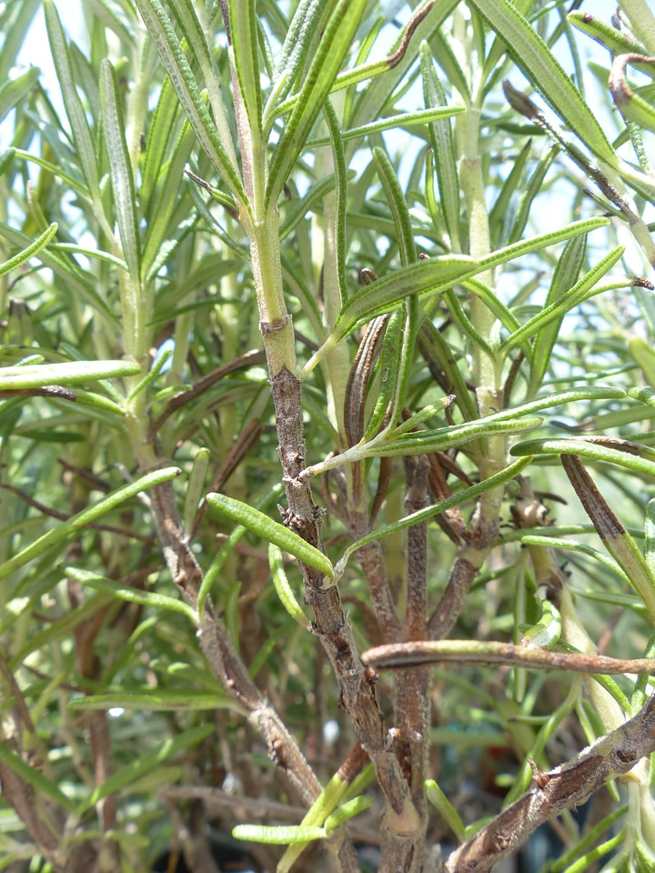 Culinary herbs rosmarinus officinalis rosmarinus