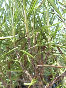 Culinary herbs rosmarinus officinalis rosmarinus photo