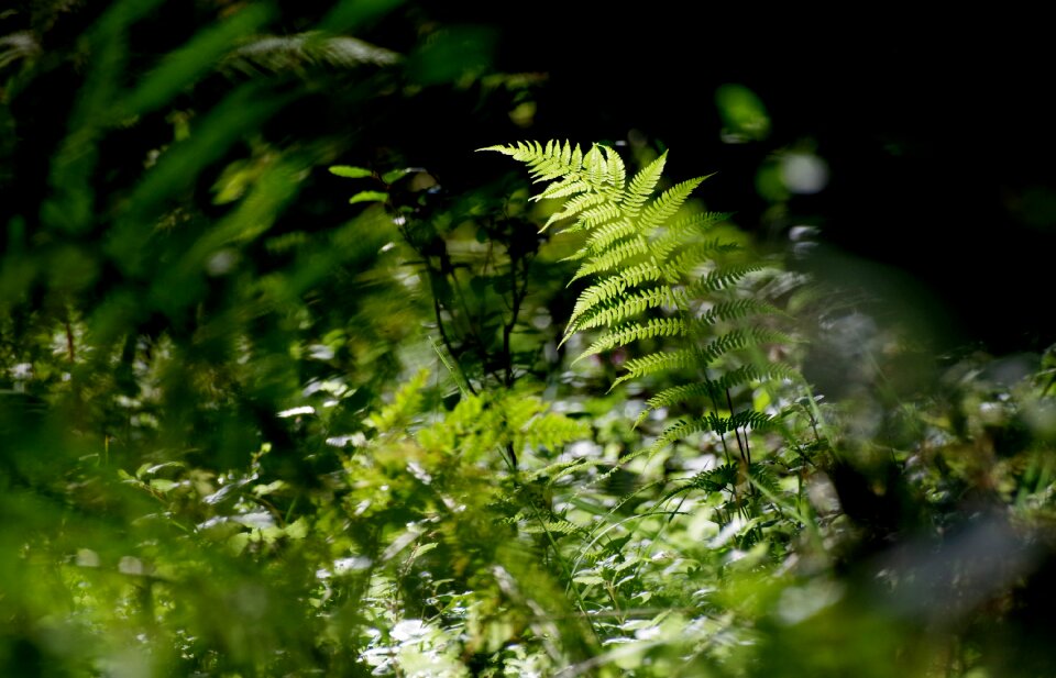 Green plant forest floor