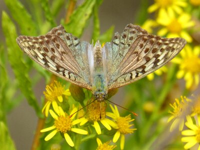 Libar detail argynnis paphia photo