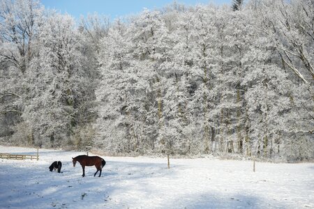Winter lip teutoburg forest photo