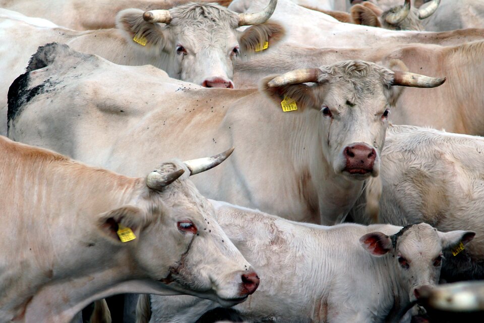 Animals cattle horns