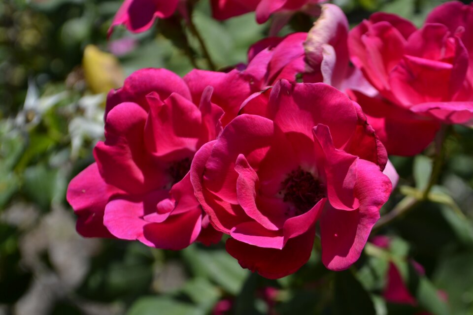 Bloom blossom bouquet