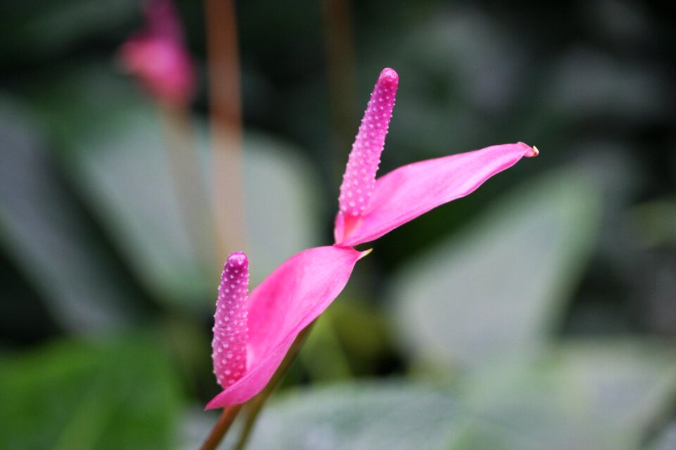 Nature spring garden