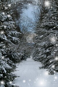 Winter forest romantic photo
