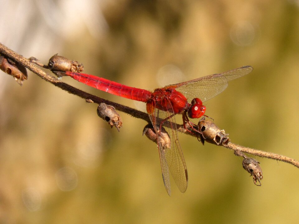 Erythraea crocothemis branch sagnador scarlet