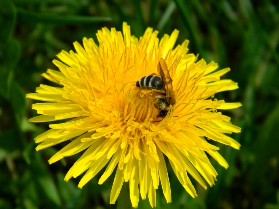 Spring bee macro