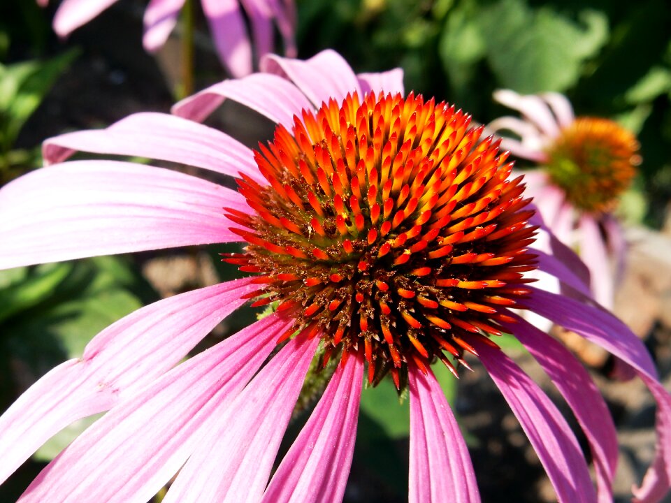 Flower nature bright