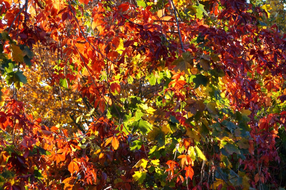 Fall color fall leaves colorful