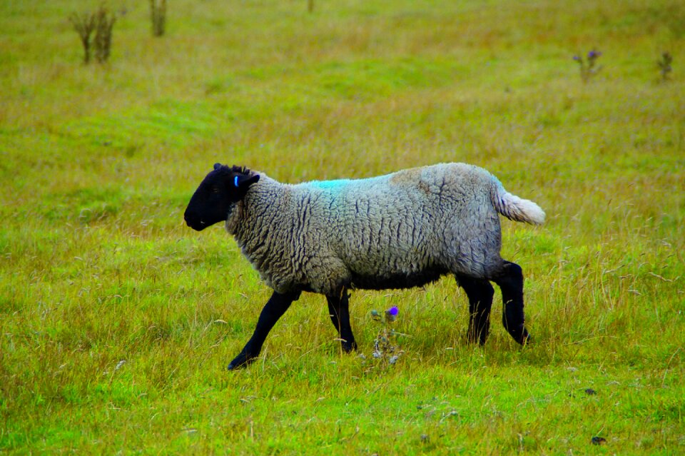 Animal agriculture highlands and islands