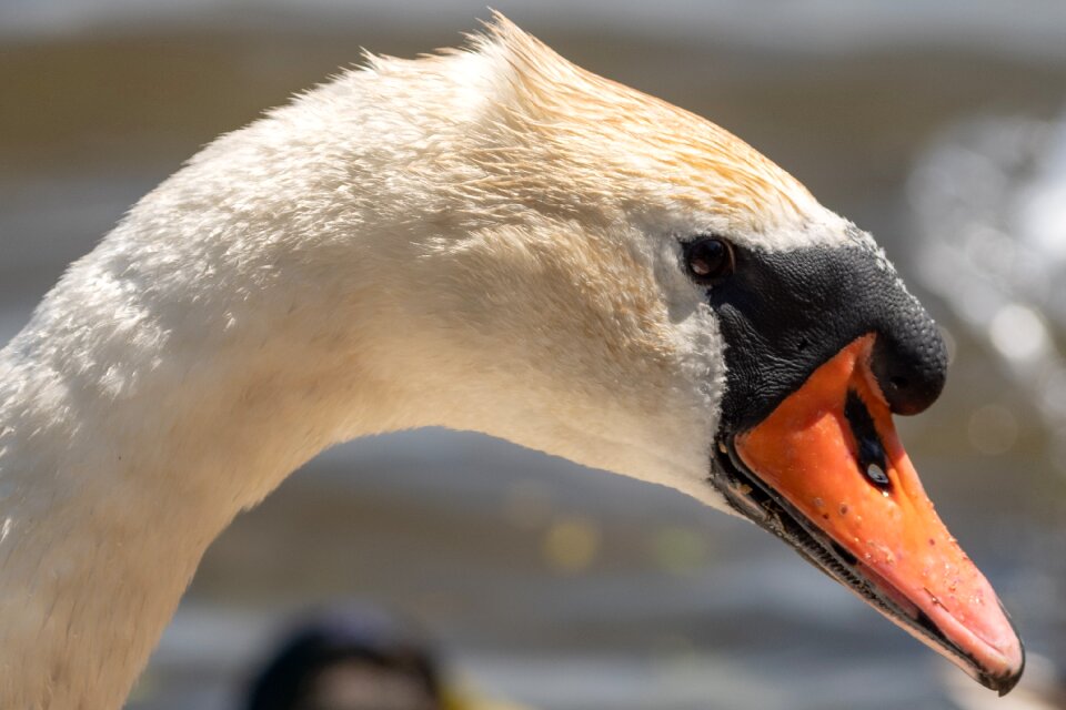 Waterfowl nature water