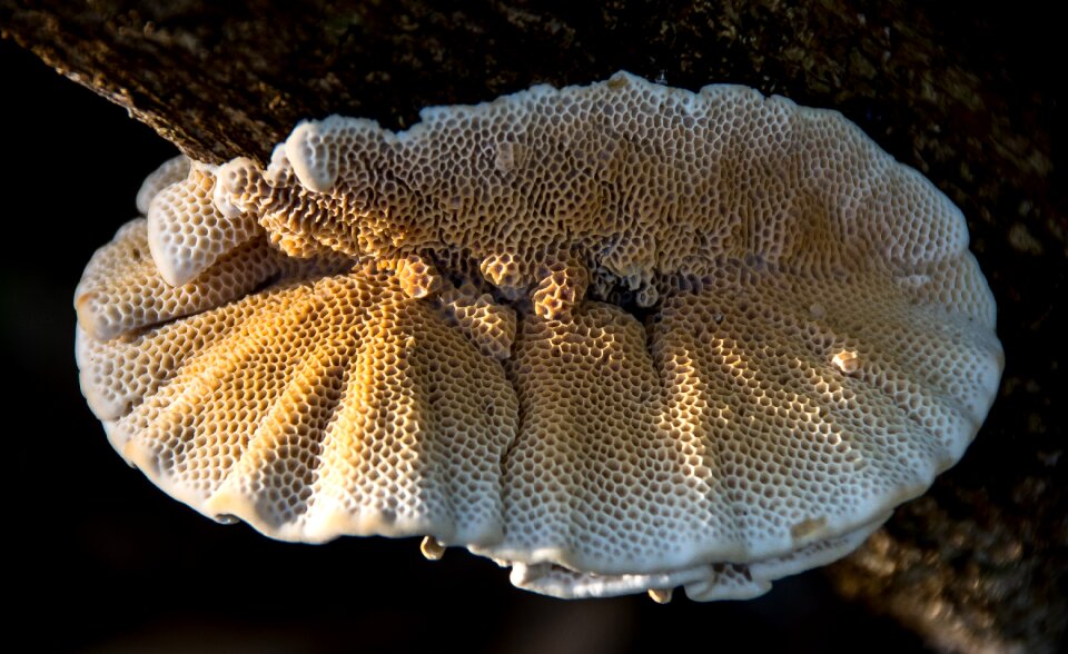 Mushroom honeycomb texture