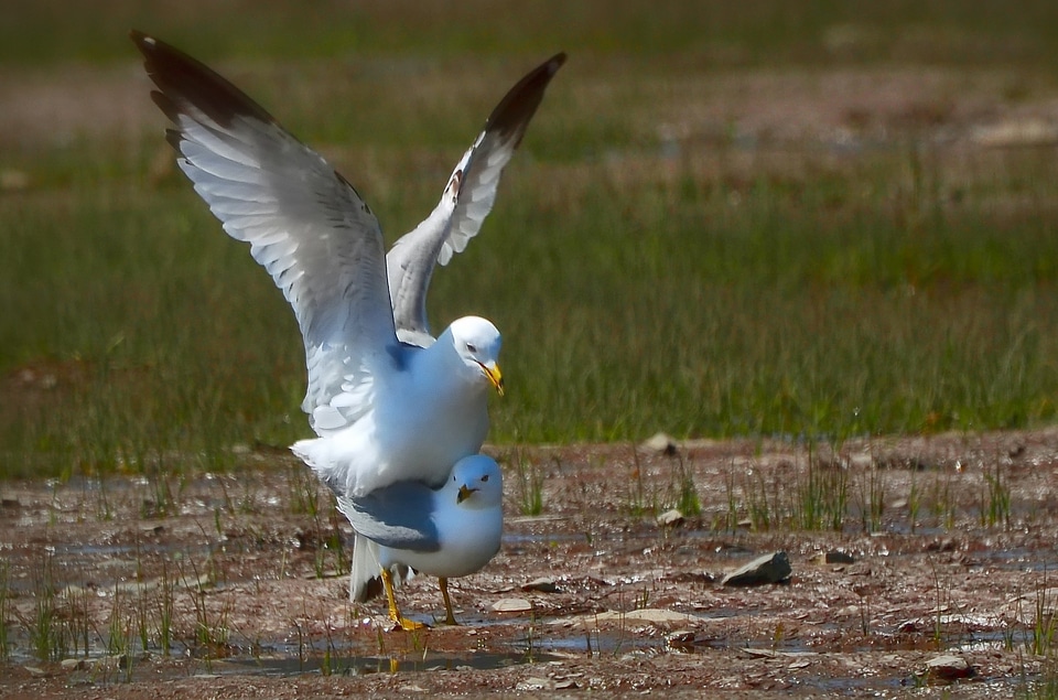Coupling animal nature