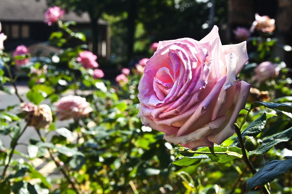 Macro nature roses