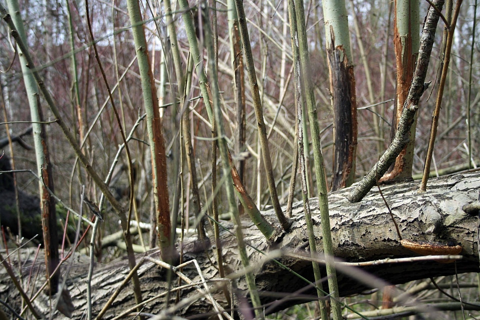 Nature trees trees sleeping