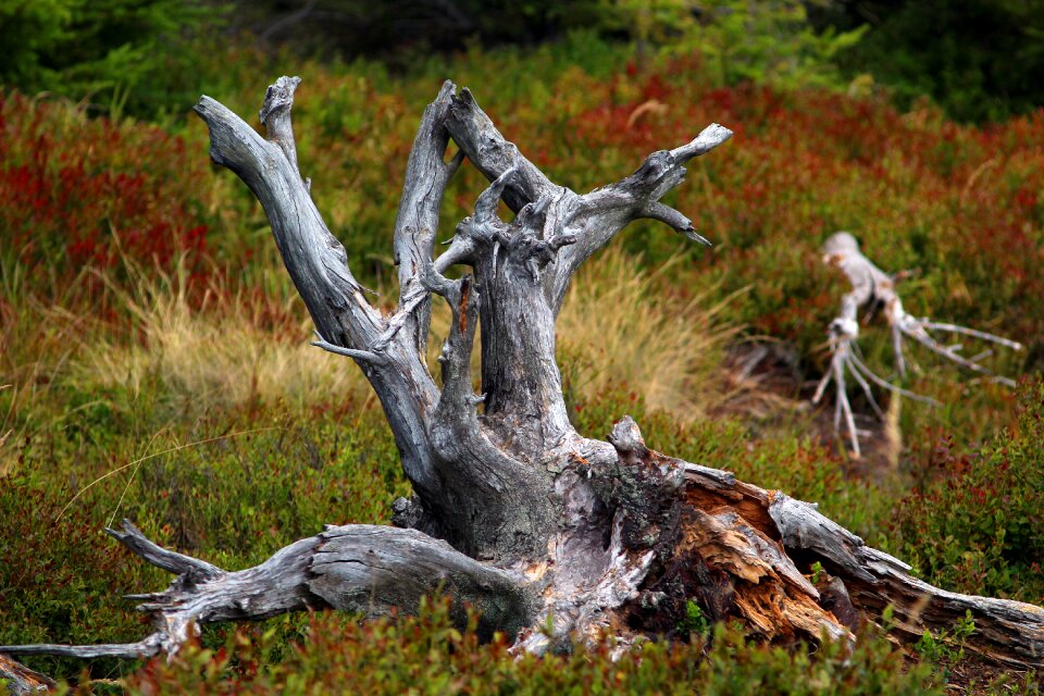 Nature knotty dry