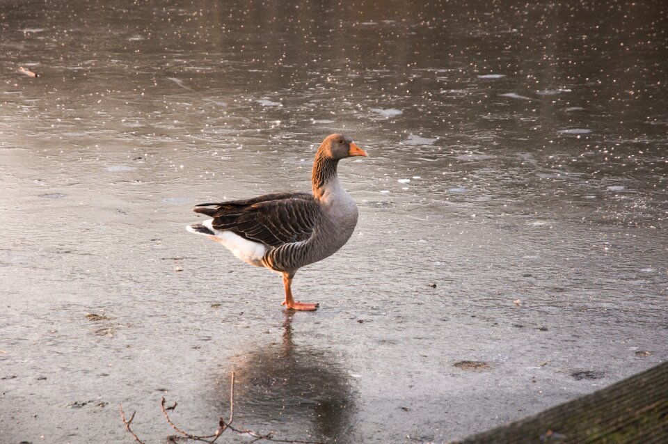Animals white-fronted goose nature