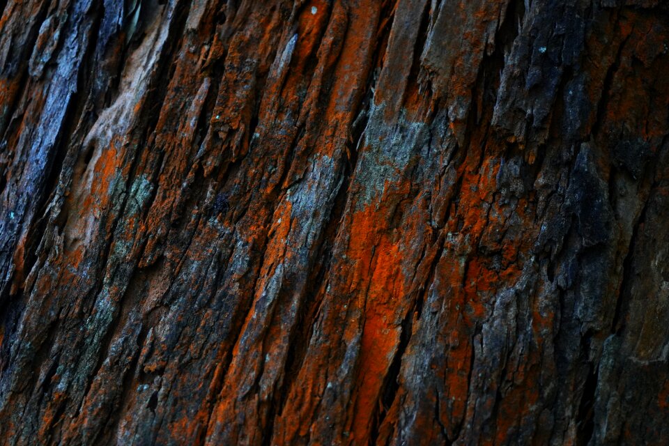 Natural condition knotted wood pattern