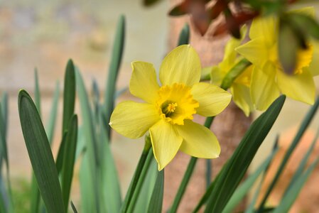 Narcissus yellow flowers photo