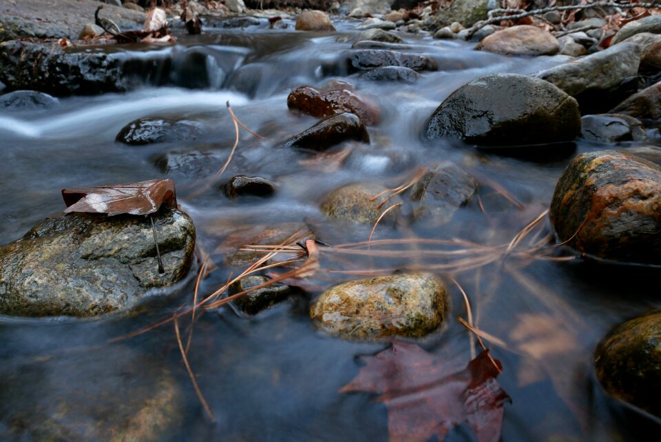 Creek leaves needles