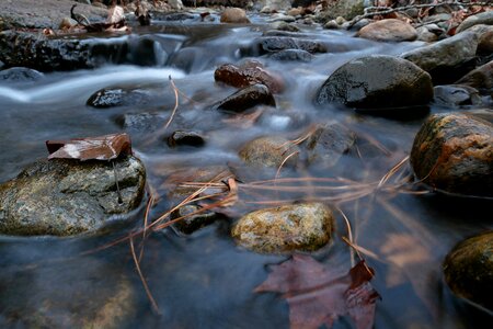 Creek leaves needles photo