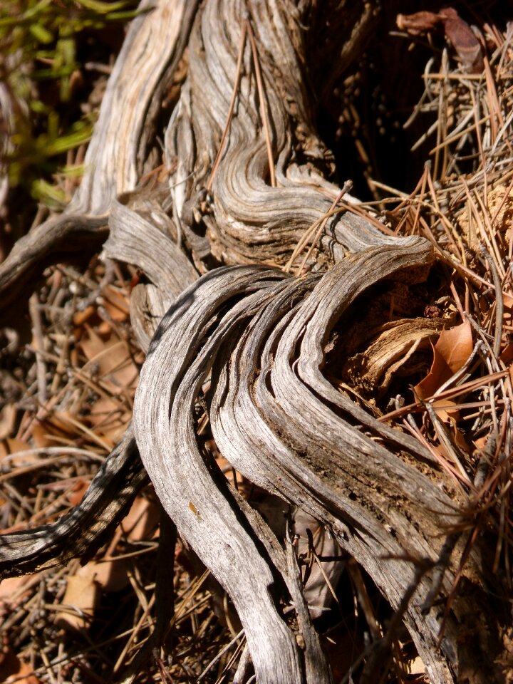 Wood knotty root