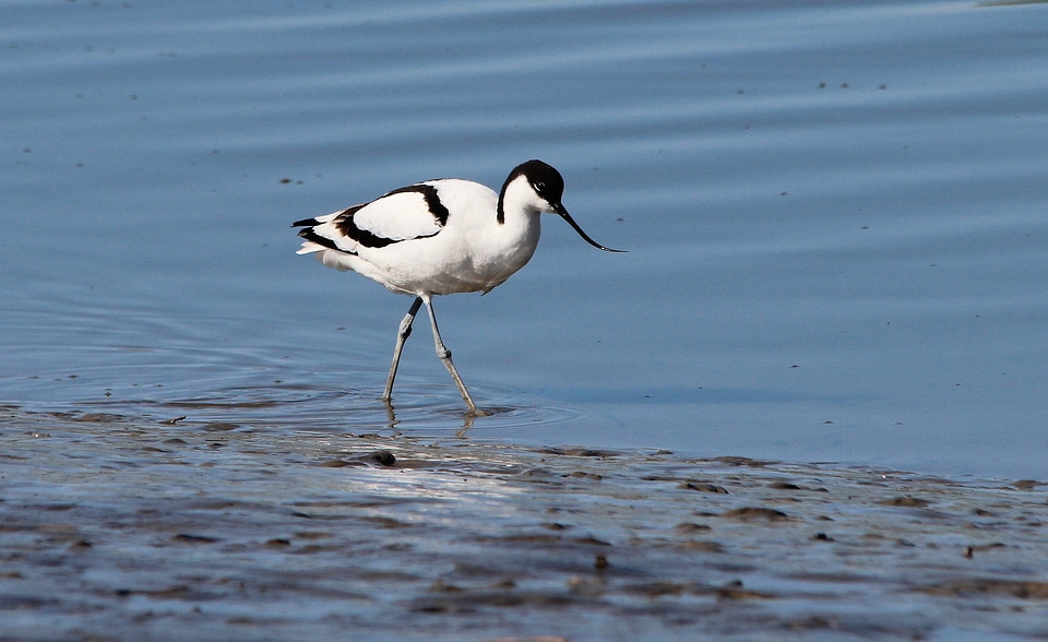 Recurvirostra avosetta watt bird water bird