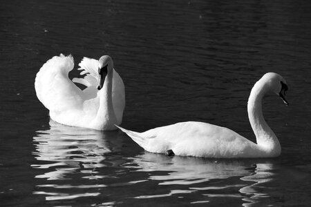 Birds swan park