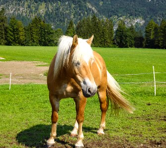 Mane haflinger pasture photo