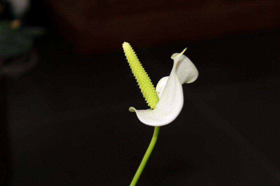 Blossom vegetable flora