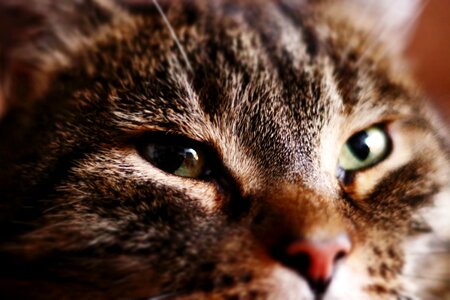 Domestic cat cat face close up photo
