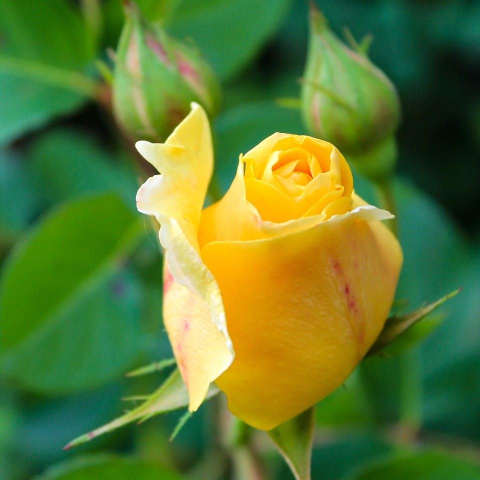 Yellow plant romance