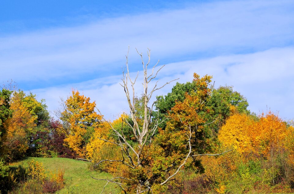 Landscape forest leaves