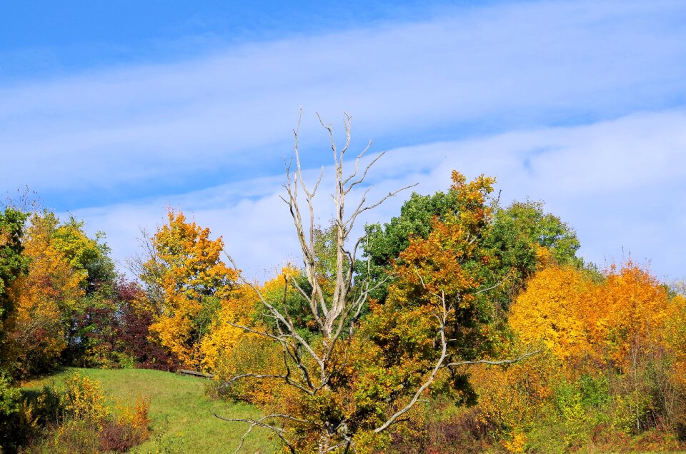 Landscape forest leaves photo