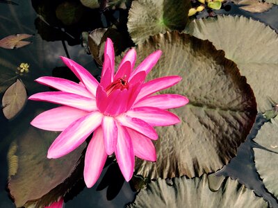 Nature lake rose plant photo