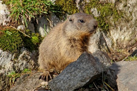 Nature alpine alpine marmot photo